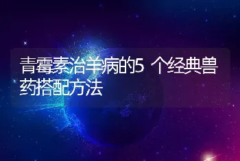 青霉素治羊病的5个经典兽药搭配方法