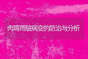 肉鸡肾脏病变的防治与分析