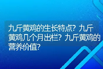 九斤黄鸡的生长特点？九斤黄鸡几个月出栏？九斤黄鸡的营养价值？