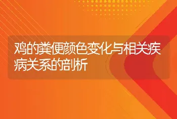 鸡的粪便颜色变化与相关疾病关系的剖析