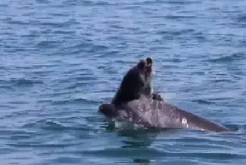 一只死去的小海豚在海中飘荡 疑似海豚妈妈守护在旁