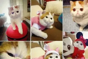 [猫猫寿命]猫咪寿命有多长及计算猫咪的年龄的方法