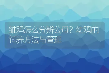 雏鸡怎么分辨公母？幼鸡的饲养方法与管理