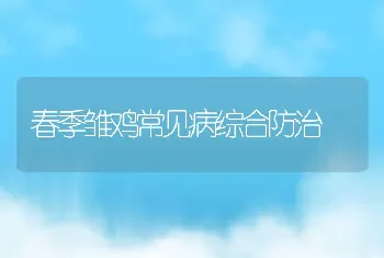 春季雏鸡常见病综合防治