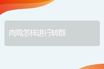 肉鸡怎样进行转群