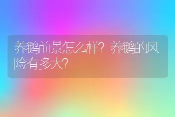 养鹅前景怎么样？养鹅的风险有多大？