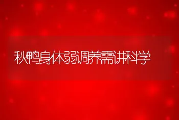 秋鸭身体弱调养需讲科学