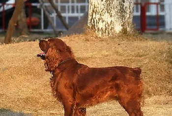 田野小猎犬牙齿怎么清洁 田野小猎犬口腔护理流程