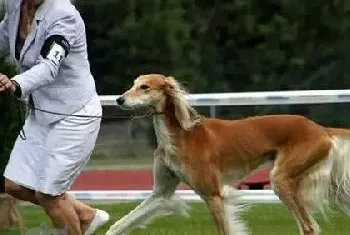 萨路基猎犬怎么美容 萨路基猎犬皮毛护理方法