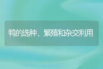 鸭的选种、繁殖和杂交利用