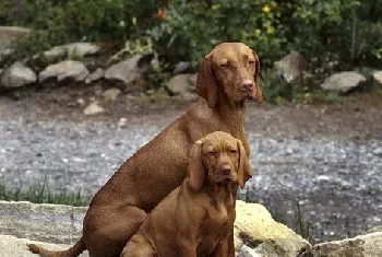 维希拉猎犬耳朵怎么清洁 维希拉猎犬耳朵护理方法