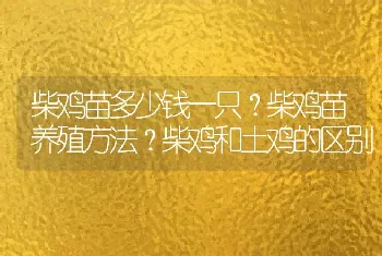 柴鸡苗多少钱一只？柴鸡苗养殖方法？柴鸡和土鸡的区别