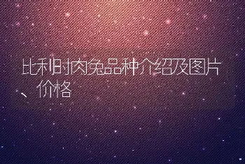 比利时肉兔品种介绍及图片、价格