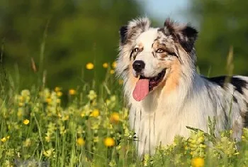 澳洲牧羊犬好养吗 澳大利亚牧羊犬饲养要点