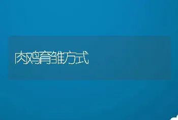 肉鸡育雏方式