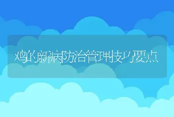 鸡的新病防治管理技巧要点