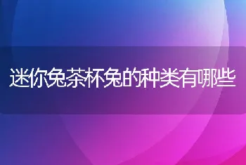 迷你兔茶杯兔的种类有哪些