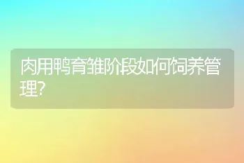 肉用鸭育雏阶段如何饲养管理？