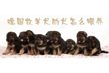 德国牧羊犬幼犬怎么喂养