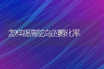 怎样提高鸵鸟的孵化率