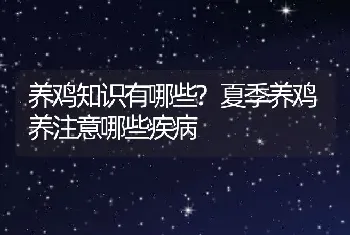 养鸡知识有哪些?夏季养鸡养注意哪些疾病