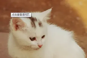 猫咪便秘的症状和治疗方法