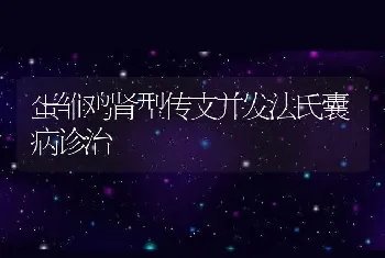 蛋雏鸡肾型传支并发法氏囊病诊治