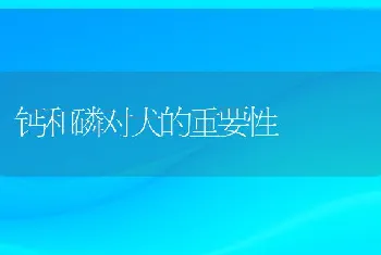 钙和磷对犬的重要性