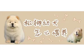 松狮幼犬怎么喂养