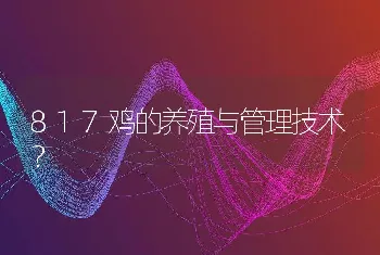 817鸡的养殖与管理技术？