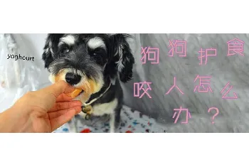 狗狗护食咬人怎么办