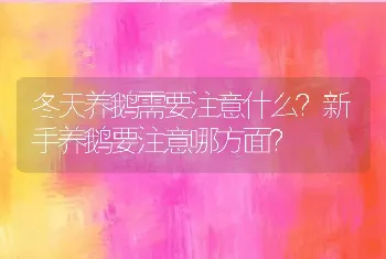 冬天养鹅需要注意什么？新手养鹅要注意哪方面？