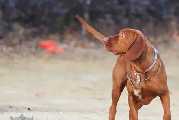 如何给红骨猎浣熊犬刷牙 红骨猎浣熊犬刷牙教程