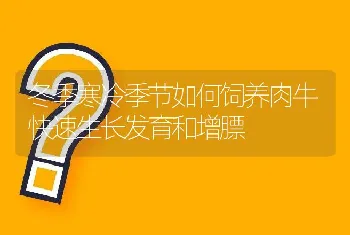 冬季寒冷季节如何饲养肉牛快速生长发育和增膘