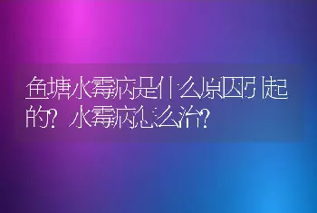 鱼塘水霉病是什么原因引起的?水霉病怎么治？