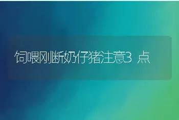 饲喂刚断奶仔猪注意3点