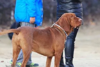 红骨猎浣熊犬吃什么狗粮 红骨猎浣熊犬狗粮推荐