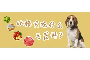 比格犬吃什么毛发好