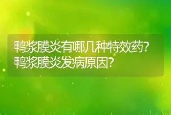 鸭浆膜炎有哪几种特效药？鸭浆膜炎发病原因？