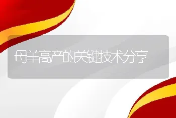 母羊高产的关键技术分享