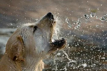 阿拉斯加能吃冻柿子吗,阿拉斯加犬能吃什么水果