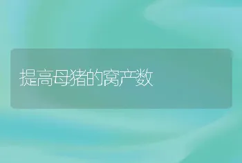 提高母猪的窝产数