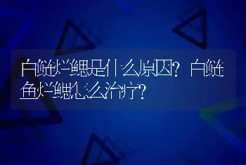 白鲢烂鳃是什么原因？白鲢鱼烂鳃怎么治疗？