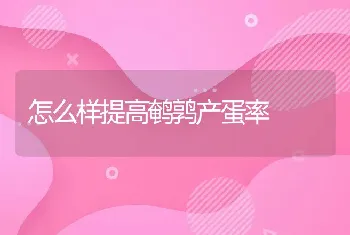 怎么样提高鹌鹑产蛋率