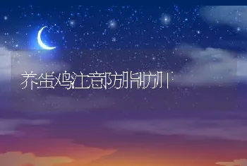 养蛋鸡注意防脂肪肝