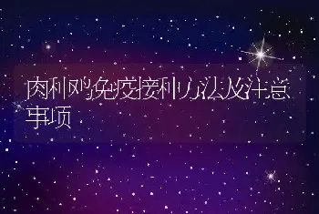 肉种鸡免疫接种方法及注意事项