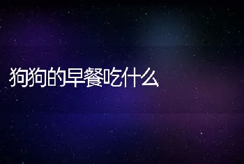 狗狗的早餐吃什么