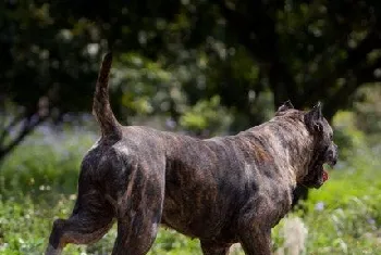 加纳利犬怎么自制狗粮 西班牙加纳利犬自制狗粮配方介绍