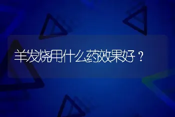 羊发烧用什么药效果好？