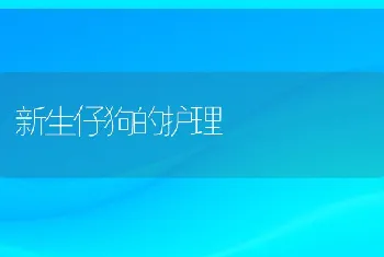 新生仔狗的护理